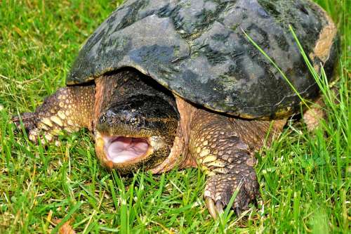 Turtle Snapping Turtle Open Mouth Hissing Crawling