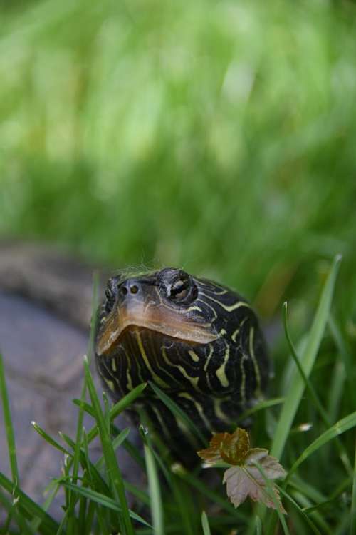 Turtle Reptile Grass Nature