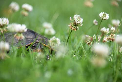 Turtle Reptile Flowers Shell Relax