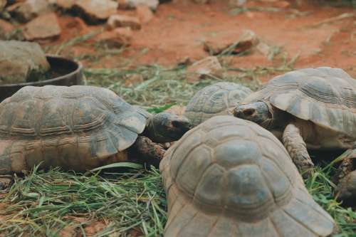 Turtles Zoo Animals Shell Heads