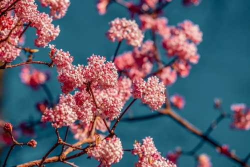 Viburnum Fragrant Snowball Bush Branch Flowers