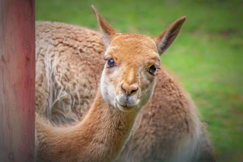 Vicuna Camel Andes Mammal Cute Wool Curious View