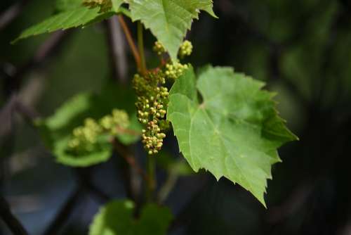 Vine Grape Unripe New Bud