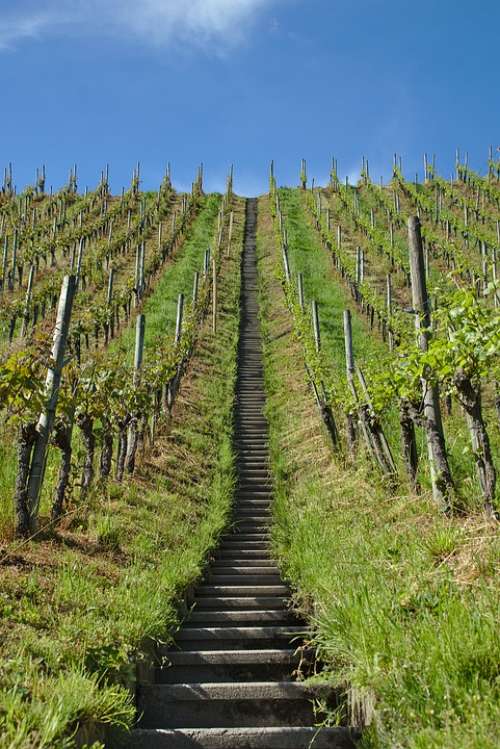 Vineyard Stairs Vines Slope Agriculture Hill