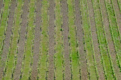 Vineyard Vines Spring Wine Winegrowing Agriculture