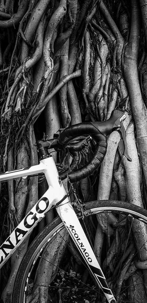 Vintage Look Tree Cycle Black And White Branch