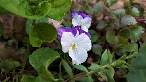 Violet Garden Flower Nature