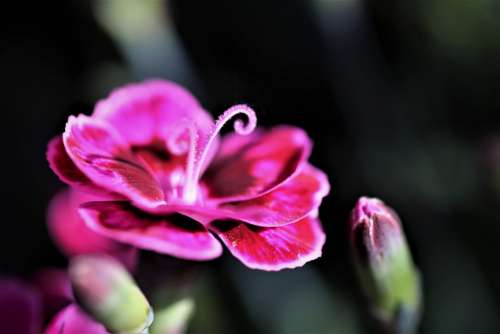 Violet Carnation Flower Blooming Morning Spring