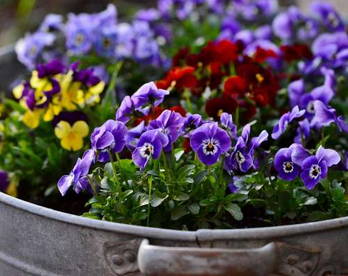 Violets Flowers Nature Spring Violet Colorful