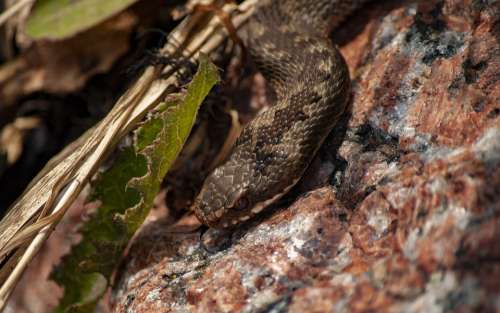 Viper Snake Toxic Animal