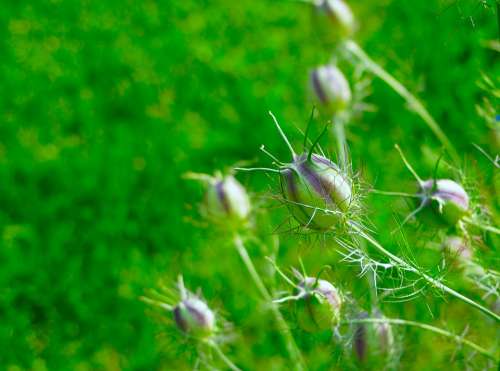 Virgin In The Green Fruchtkapsel Flower Nature