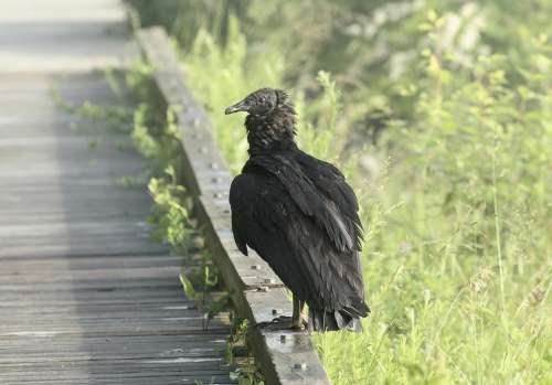Vulture Nature Bird Scavengers Feathers Wild