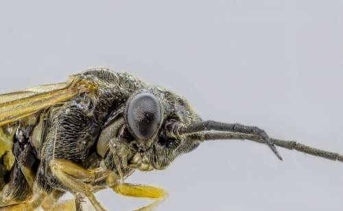 Wasp Solitary Tiny Macro Micro Eyes Antenna