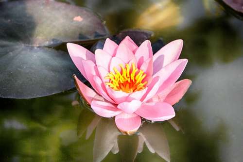 Water Lily Nature Bloom Pond Blossom Frog Pink