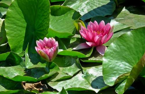 Water Lilies Flowers Water Lily Pond Pink