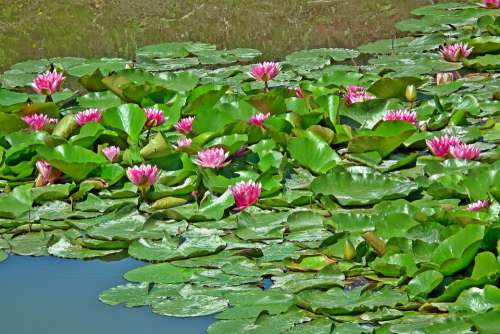 Water Lilies Flowers Water Lily Pond Flourishing