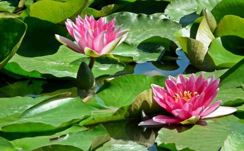 Water Lilies Flowers Pond Water Water Lily Summer