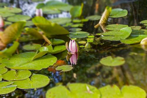 Water Lilies Lake Pond Water Nature Blossom Bloom