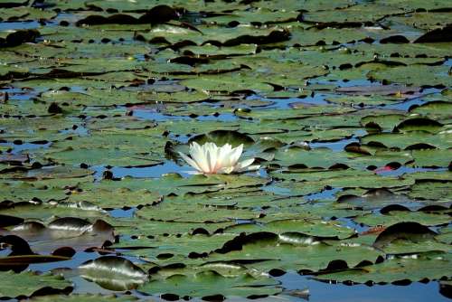 Water Lily Nature Pond Spring