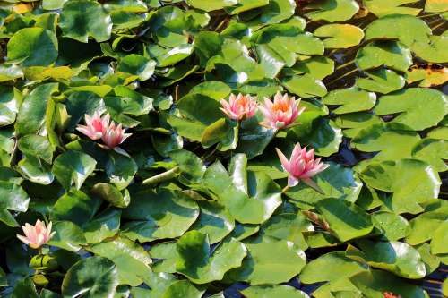 Water Lily Lily Pond Blossom Bloom Pink