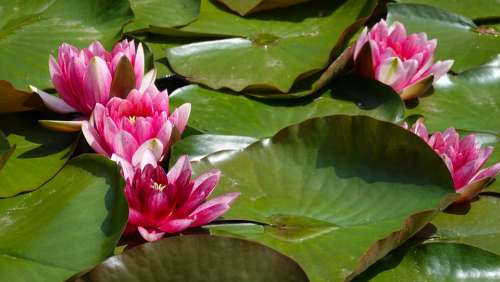 Water Lily Pond Water Plant Bloom Flower Nymphaea