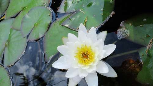 Water Lily White Flower Lotus Bloom Pond