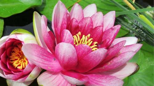 Water Lily Pink Lotus Pond Flower Bloom