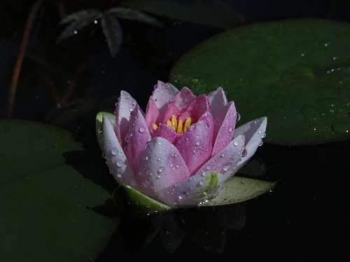 Water Lily Pink Flower Blossom Bloom Water