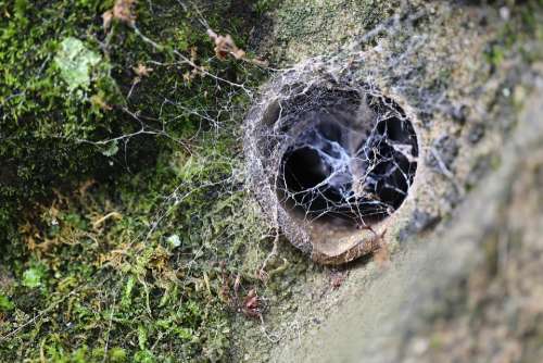 Web Cobweb Nature Cobwebs Moss Wall