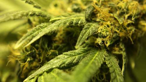 Weed Trichomes Ganja Cannabis Pot