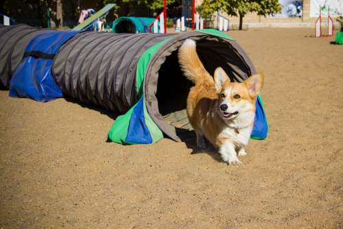 Welsh Corgi Pembroke Corgi Dog Pet Animal Cute