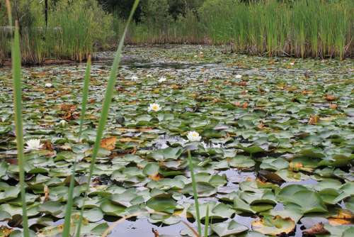 Wetland Marshland Pod Lily Pad Nature Water