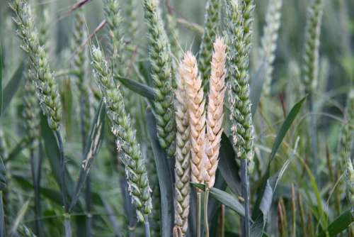 Wheat Field Cereals Grain Summer Mature Green