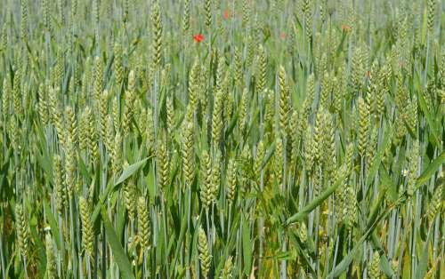 Wheat Cereals Field Grain Cornfield Summer