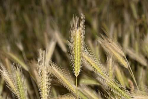 Wheats Cultivation Of Cereals Harvest Plants