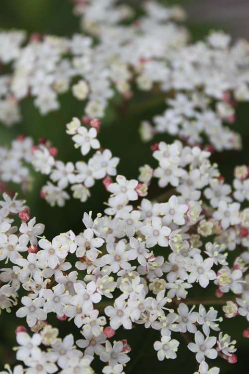 White Flower Close-Up