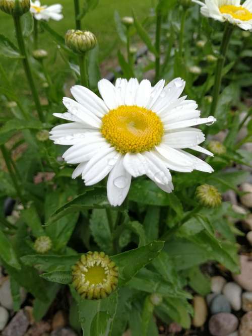 White Daisy Flower Garden Nature