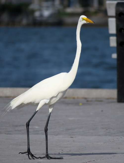 White Heron Florida Yellow Beak Black Legs