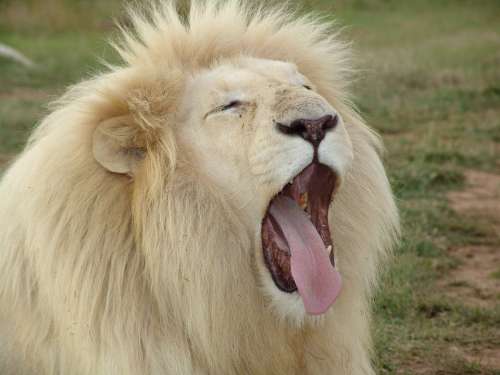 White Lion Lion Africa Lioness Nature Predator