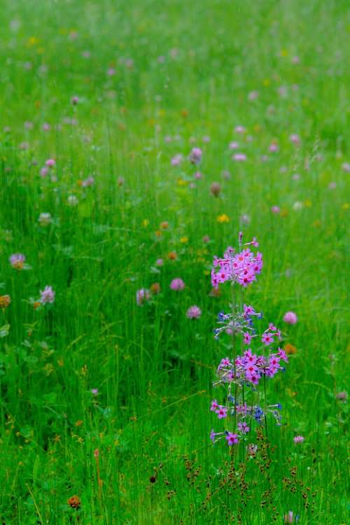 Wild Flower Flower Nature Plant Flora Bloom