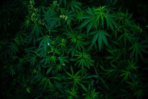 Wild Hemp Hemp Plant Weed Marijuana Cannabis Drug