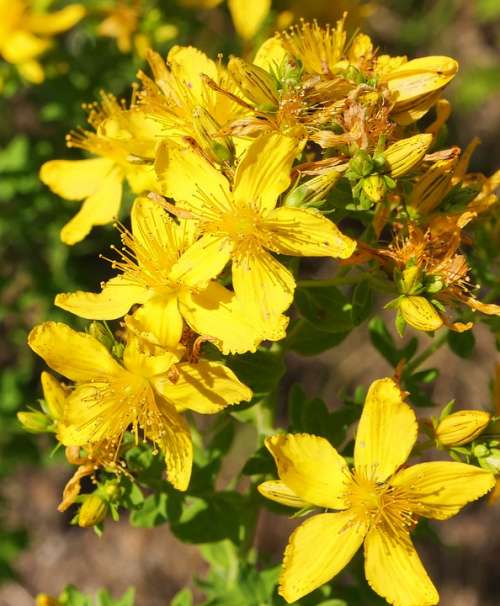 Wild Plant Shrub Flowers Bud Yellow Mm Stamens