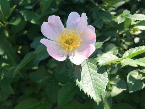 Wild Rose Eglantine Pink With Flower Nature