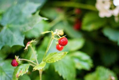 Wild Strawberry Nature Garden Berry Sweet Summer
