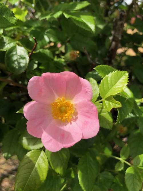 Wildflower Nature Flower Rose