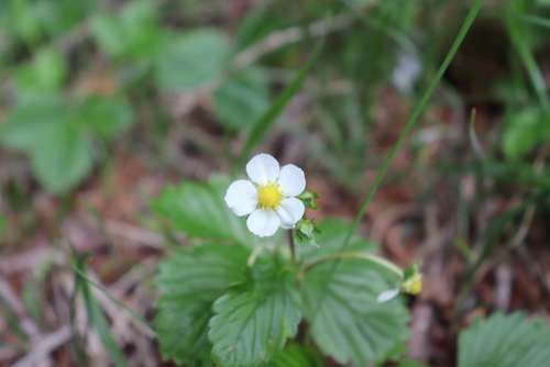 Wildflower Nature Mountain Flower White Flower