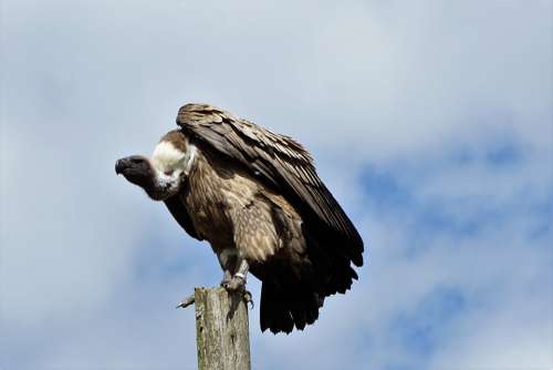 Wildlife Park Zoo Belgium Raptor Vulture