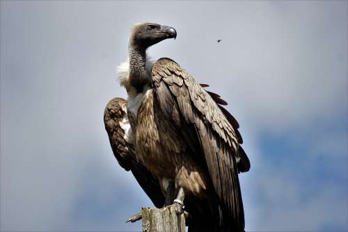 Wildlife Park Zoo Belgium Raptor Vulture