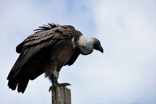Wildlife Park Zoo Belgium Raptor Vulture