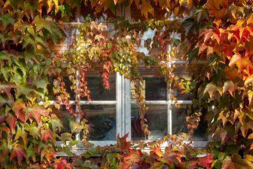 Window Leaf Autumn Yellow Red Nature